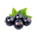 Black Currant