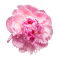 Peony
